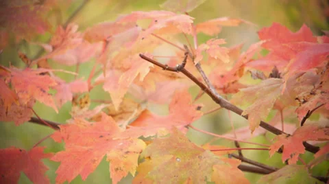 Amber foliage leaves Stock Footage 34446657