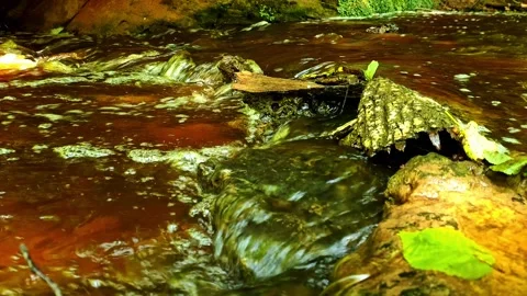 Amber Forest Stream Flowing Over Mossy Stones Stock Footage 330883477