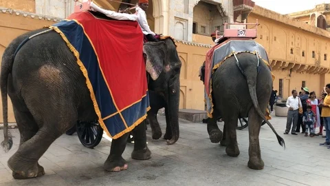 Amber Fort inside view, many tourists from different countries and elephants Stock Footage 119995925