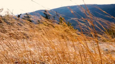 Amber grass blowing in the wind on mountain top Video stock 129980975