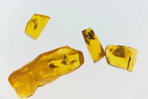 Amber with insects Stock Photos