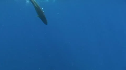 Amber Jack Release Stock Footage 7136447