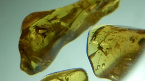Amber in museum Stock-Footage 94722520