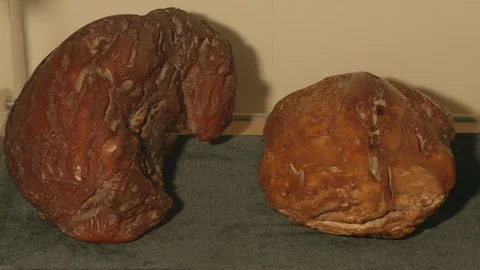 Amber in museum Vídeo Stock 94722835