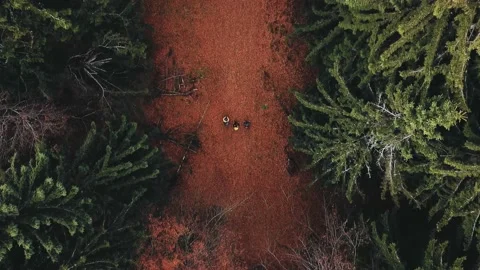 Amber path within a pine forest Stock Footage 167667338