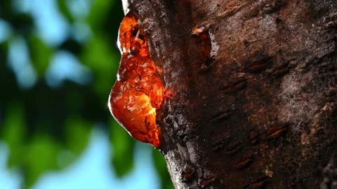Amber resin tree bark closeup. Stock Footage 306062663