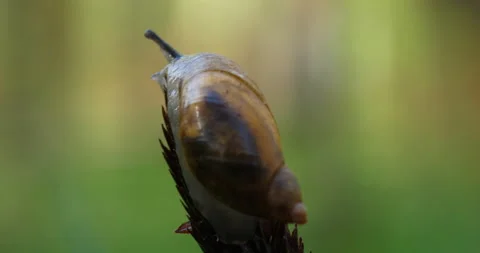 Amber snail on grass Video stock 192497424