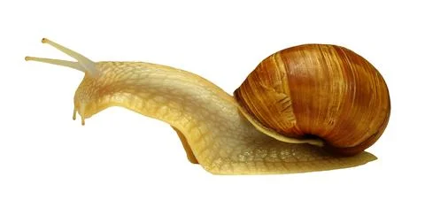 Amber snail Stock Photos