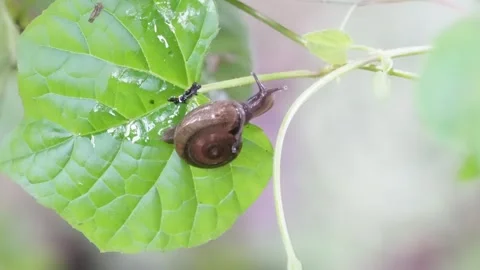 An Amber Snail is resting on the green leaf in close up Stock Footage 314520323