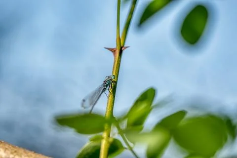 Amber snail, succinea putris, shell on a leaf Stock Photos