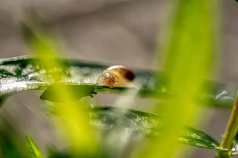 Amber snail, succinea putris, shell on a leaf Stock-Fotos