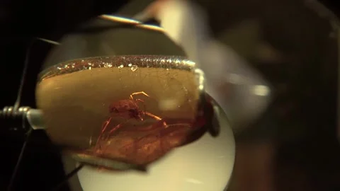 Amber spider legs bug insect fossil tree resin trapped science museum Stock Footage 327206932