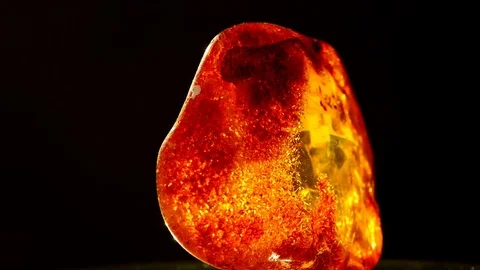 Amber in sun Stock Footage 81557894