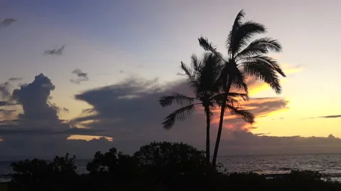 Amber Sunset Palms  Stock Footage 138175436