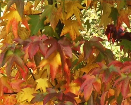 Amber tree Stock-Footage 62749