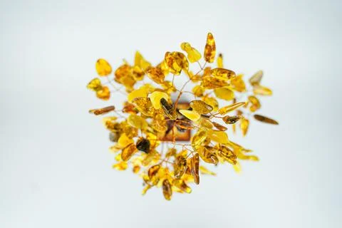 Amber tree top view Stock Photos