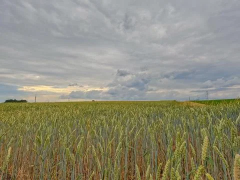 Amber Waves and Brooding Skies Stock Photos