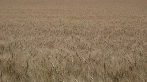 Amber Waves of Grain and Blue Sky in America Stock Footage 41426735