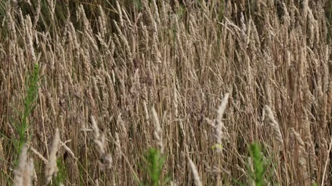 Amber Waves of Grain. Dried Grass Blowing In the Wind Up Close Stock Footage 249271306