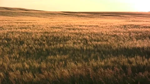 Amber waves of grain in motion across large wheat field Stock Footage