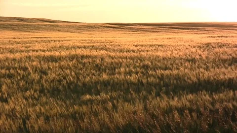 Amber Waves of Grain -Wheat Stock Footage 105471726