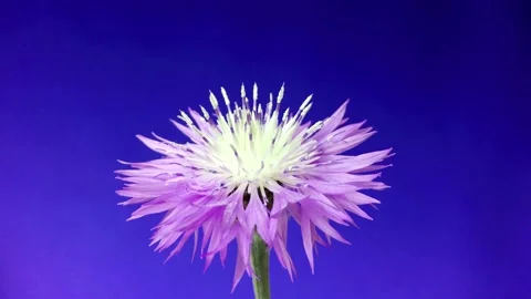 Amberboa musky bloom. Plant biological footage. Stock Footage