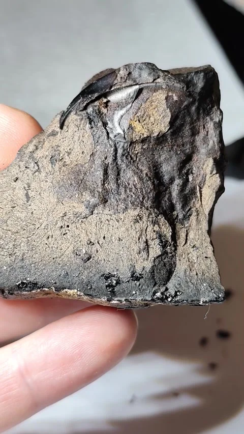 Ambergris with Dark Embedded Inclusions, Vertical Specimen Close-Up Vidéo 347291012
