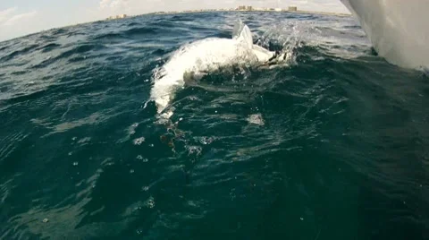 Amberine Release Stock Footage 7136557