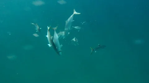 Amberines Stock Footage 7136537