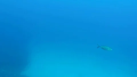 Amberjack 스톡 동영상 93303044