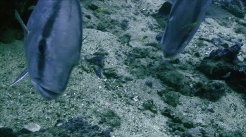 Amberjacks at cleaning station Stock Footage 42890234