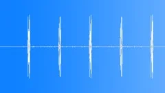 Ambient Bird Song, Hardwood Forest Eastern North AmericaSound Effect