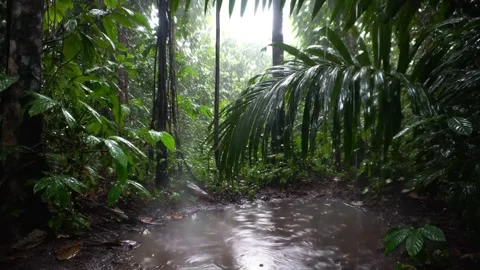 Ambient forest Stock Footage 312092101