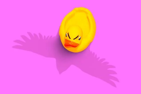 Ambitious duck is planning something big Stock Photos