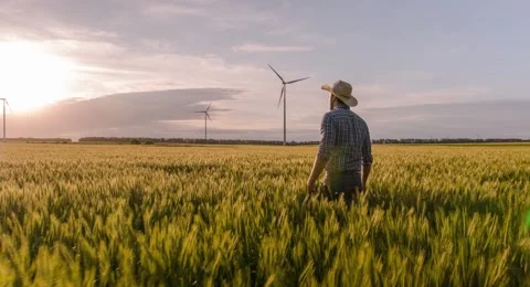 Ambitious Farmer Wheat Field Windmill Sunlight Landscape Nature Agriculture Vidéo 60620273