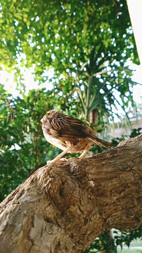 Ambitious Sparrow Stock Footage 165117920