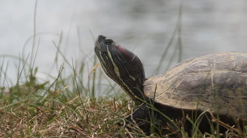 Amboina box turtle (Cuora amboinensis) on the shore Stock Footage 126394663