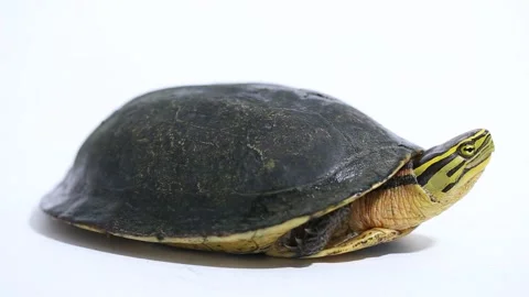 The Amboina box turtle (Cuora amboinensis), or southeast Asian box turtle Sulawe Stock Footage 221649320