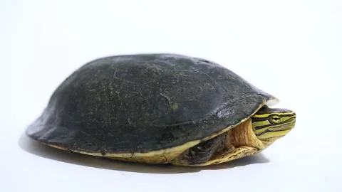 The Amboina box turtle (Cuora amboinensis), or southeast Asian box turtle Sulawe Stock Footage 221649329