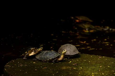 An Amboina Box Turtle or Southeast Asian Box Turtle is basking on a rock by t Stock Photos