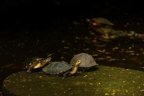 An Amboina Box Turtle or Southeast Asian Box Turtle is basking on a rock by.. Stock Photos