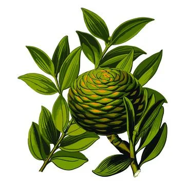 Amboina pine illustrative vector design Stock Illustration