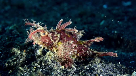Ambon Scorpionfish Walking Stock Footage 59797778