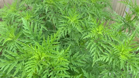 Ambrosia artemisiifolia Stock Footage 340359658