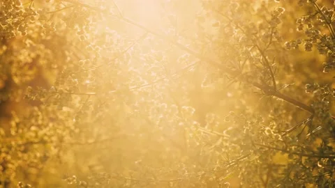 Ambrosia bushes Stock Footage 131209583