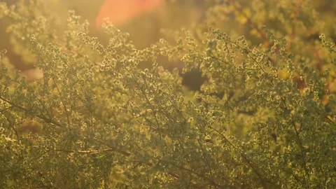 Ambrosia bushes Stock Footage 131209749