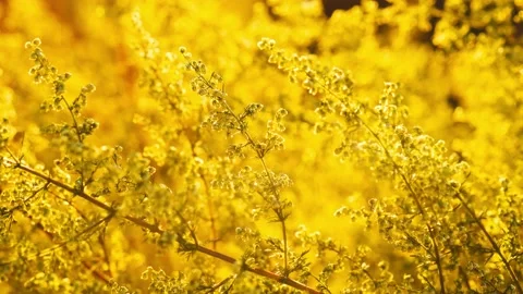Ambrosia bushes Stock Footage 131209887