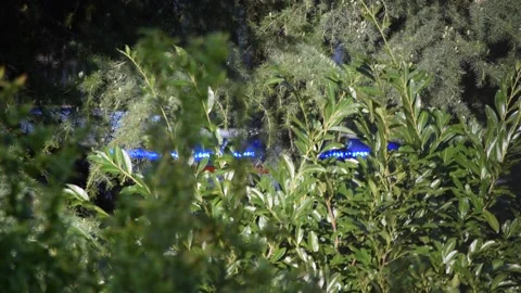 Ambulance lights among the trees. Stock Footage 139875694