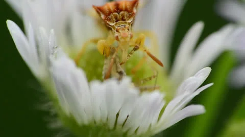 Ambush Bug Stock Footage 26192502
