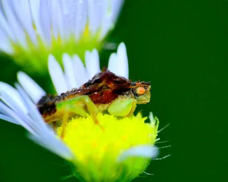 Ambush bug Stock Photos